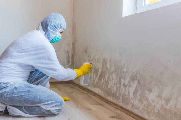 Licensed Basement Mold Remediation service in Rhodesdale, MD - WQB Mold Removal